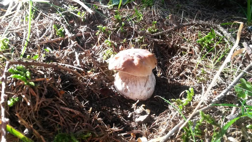 Lo Ni Di Candolle Gignod Eksteriør bilde